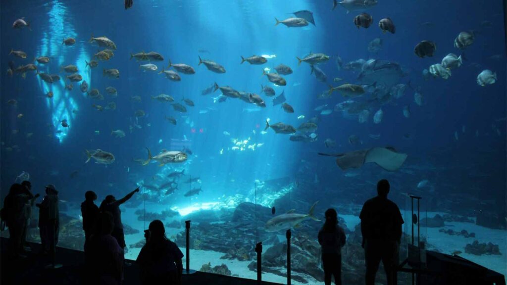 Visitors walking through Antalya Aquarium's 131-meter underwater tunnel with sharks and tropical fish overhead